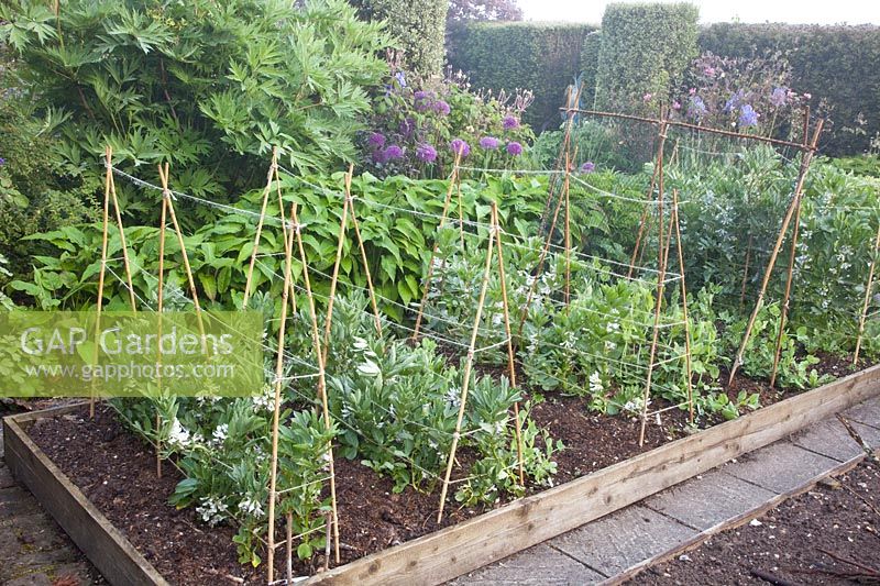 Broad bean, Vicia faba 