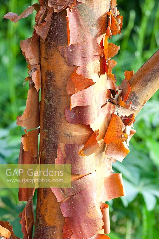 Cinnamon maple, Acer griseum 