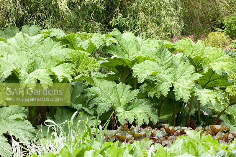 Giant leaf, Gunnera manicata 