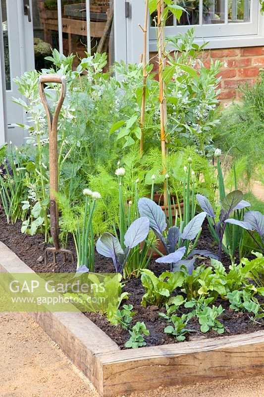 Bed with Vicia faba, Brassica oleracea, Pisum sativum, Allium fistulosum 