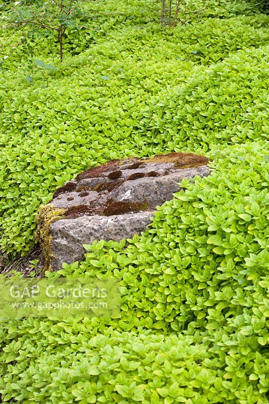 Marjoram as ground cover, Origanum majorana 