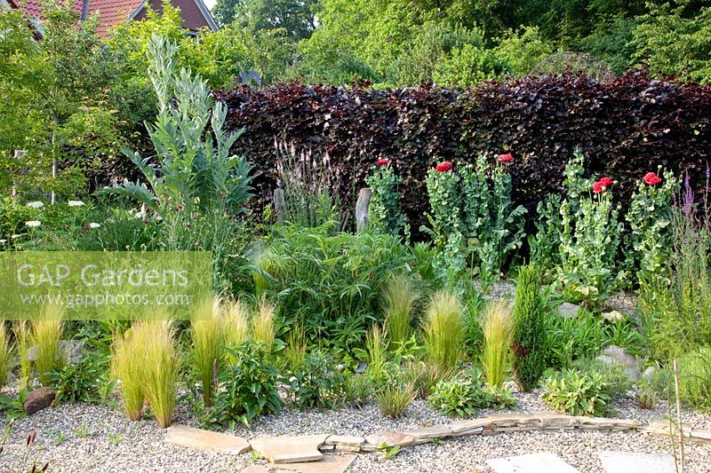 Gravel garden, Stipa tenuissima, Nassella tenuissima, Stipa gigantea, Salvia nemorosa Caradonna, Knautia macedonica Mars Midget, Papaver somniferum, Cynara, Linaria purpurea Canon J.Went 