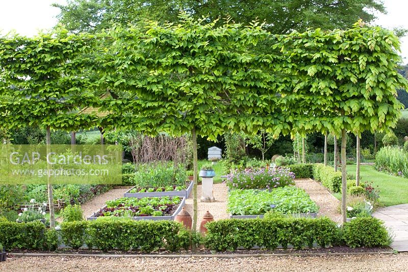 Vegetable garden with tree hedge, Carpinus betulus 