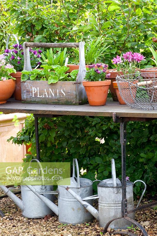 Still life with potted plants 