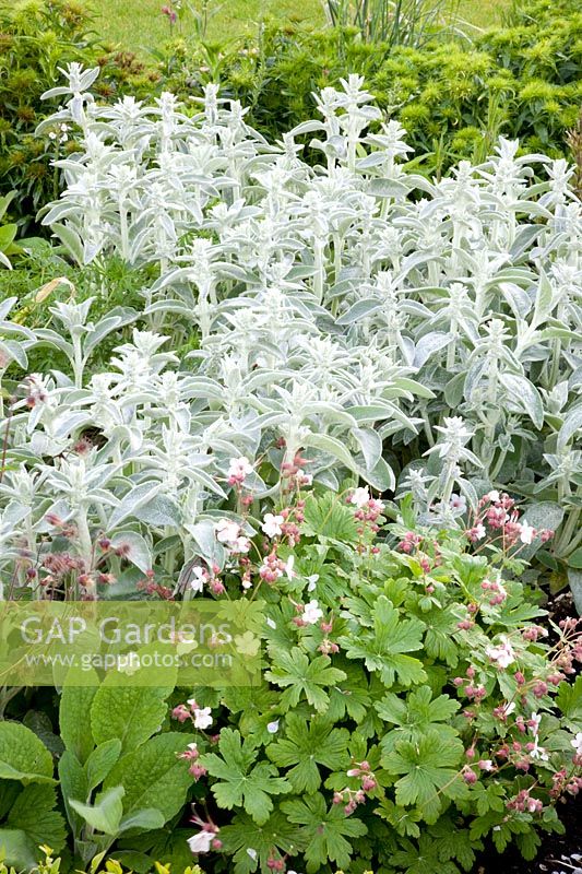 Geranium macrorrhizum Spessart,Stachys byzantina 