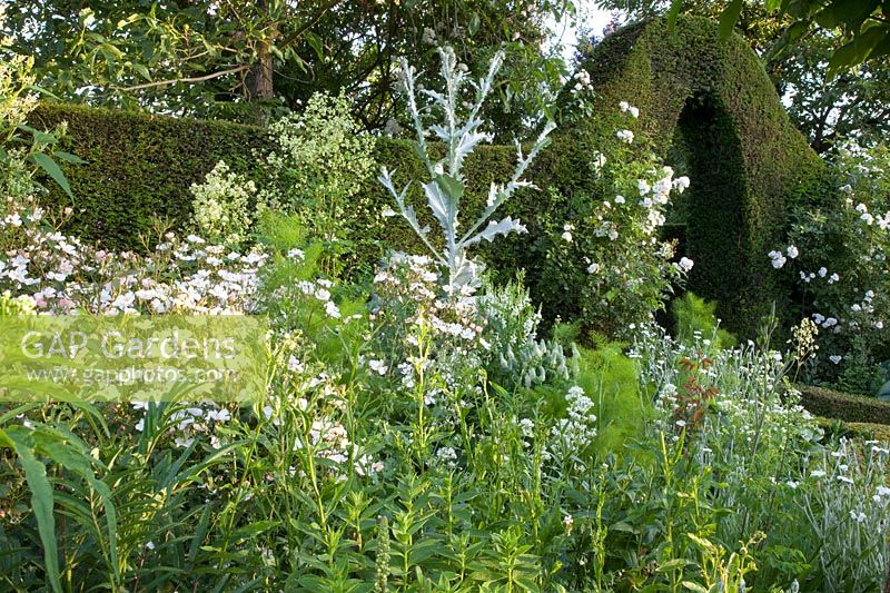 Rosa Guirlande d'Amour, Onopordum acanthium, Taxus, Lychnis coronaria Alba 