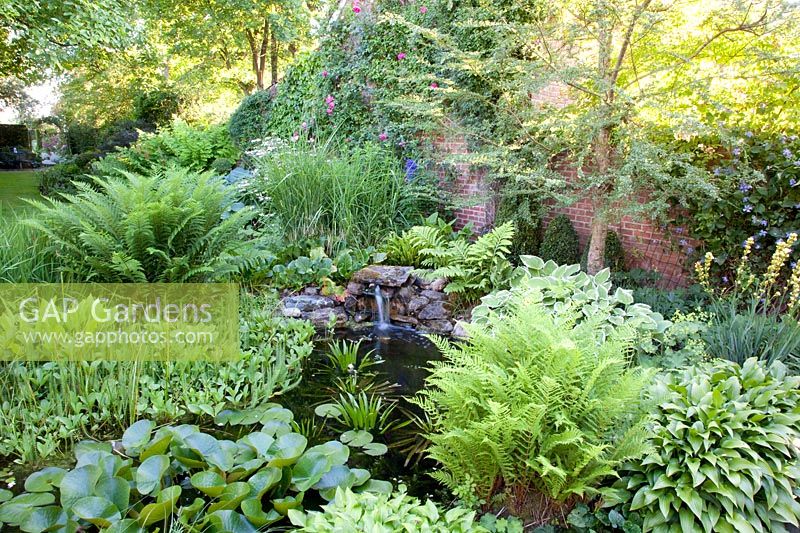 Pond with ornamental foliage plants, Hosta, Ligularia, Nymphaea, Stratiotes aloides 