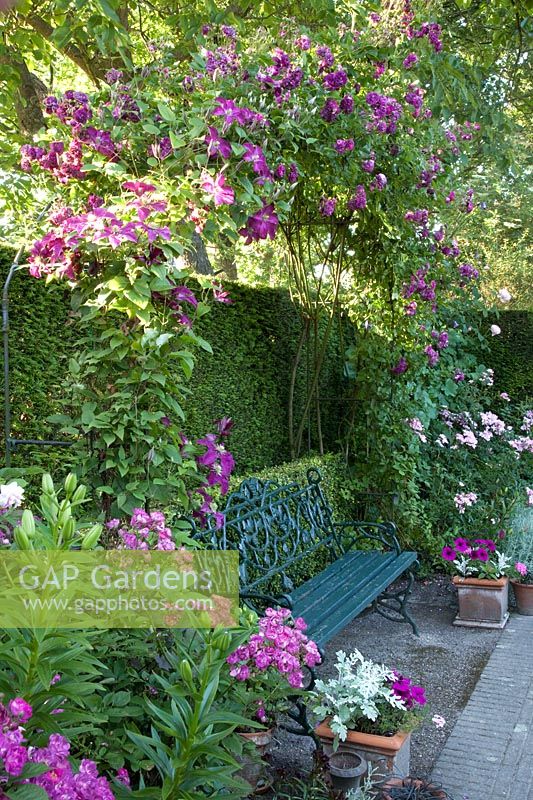 Seating area under climbing plants, Rosa Bleu Magenta, Clematis Niobe, Taxus 