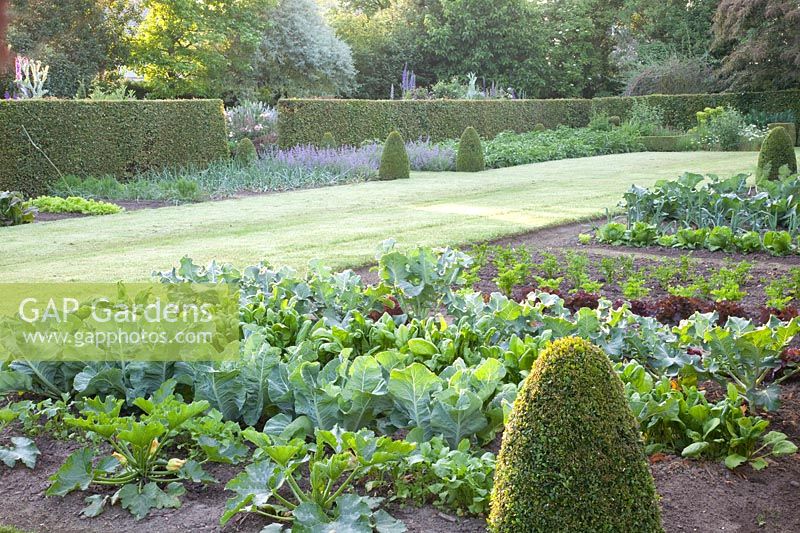 Vegetable garden with cauliflower, broccoli, spinach, lettuce, radishes, Brassica oleracea, Spinacia oleracea, Lactuca sativa, Raphanus sativus 