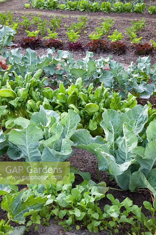 Vegetable garden with cauliflower, broccoli, spinach, lettuce, radishes, Brassica oleracea, Spinacia oleracea, Lactuca sativaRaphanus sativus 