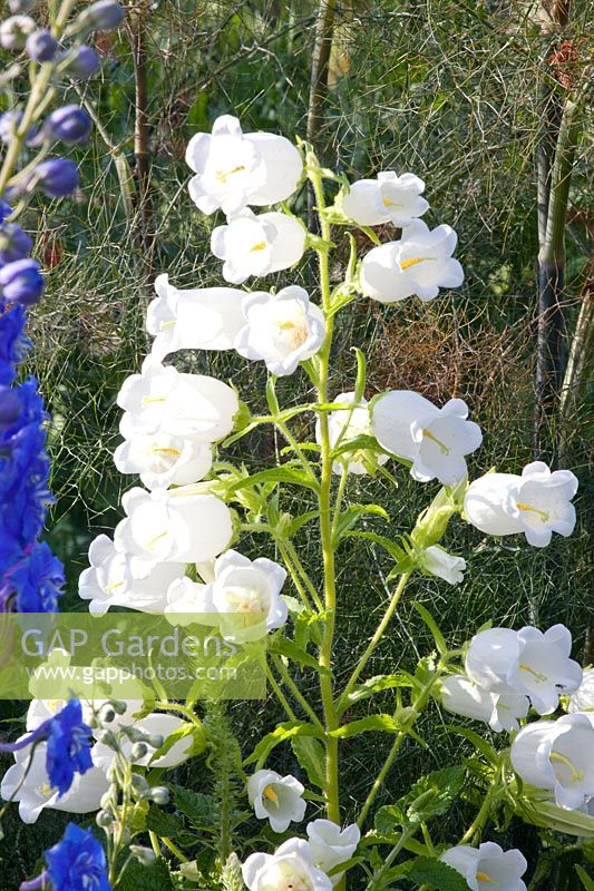 Portrait of white bellflower, Campanula media Alba 