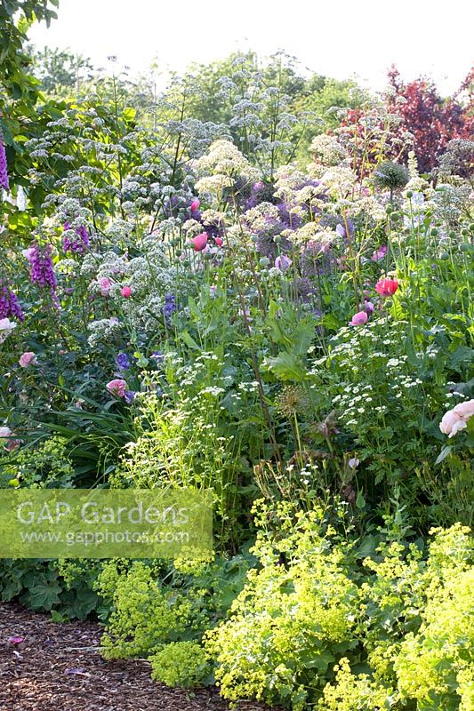 Alchemilla mollis, Valeriana officinalis, Papaver somniferum, Digitalis, Tanacetum parthenium 