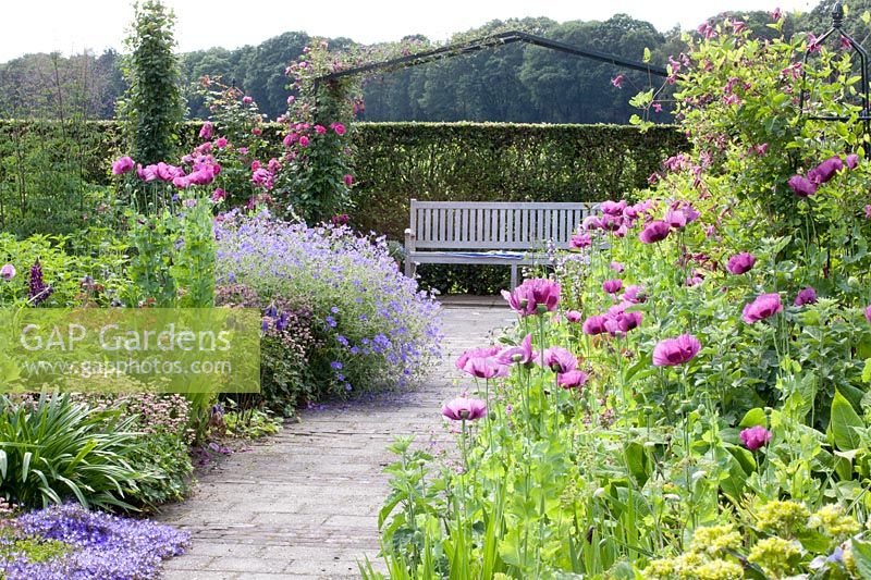 Campanula poscharskyana,Geranium Rozanne,Astrantia,Papaver somniferum 