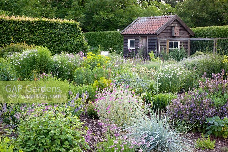 Rural garden,Kalimeris incisa, Lychnis coronaria,Salvia officinalis,Euphorbia, Nepeta 