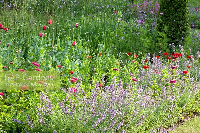 Papaver somniferum,Verbena bonariensis,Zinnia elegans,Nepeta 