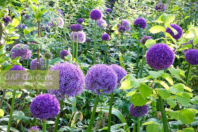 Ornamental onion, Allium Ambassador 