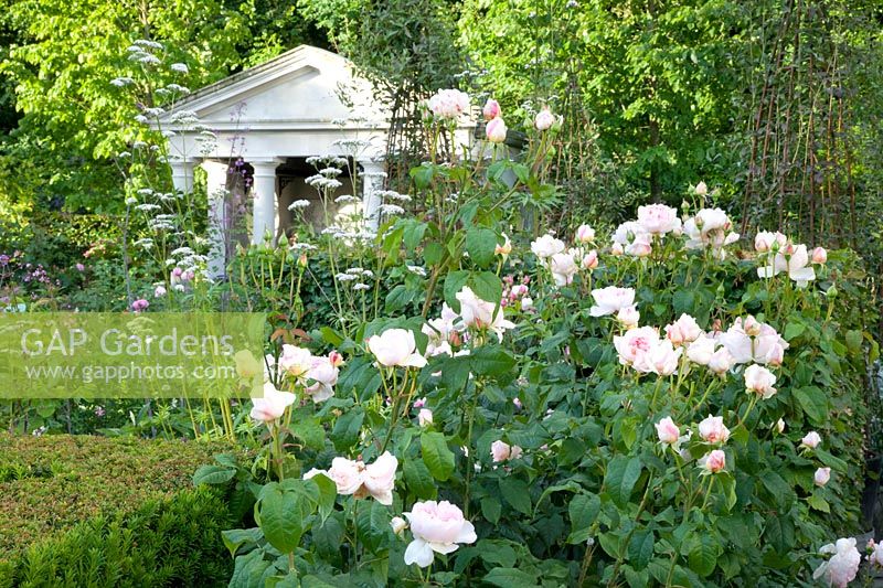 Roses in the classic garden, pink 