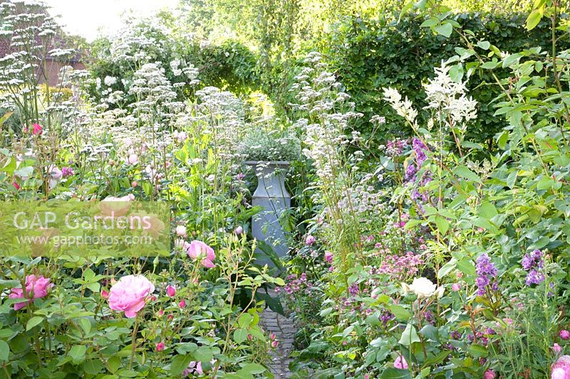 Rose Hyde Hall, Valeriana officinalis 