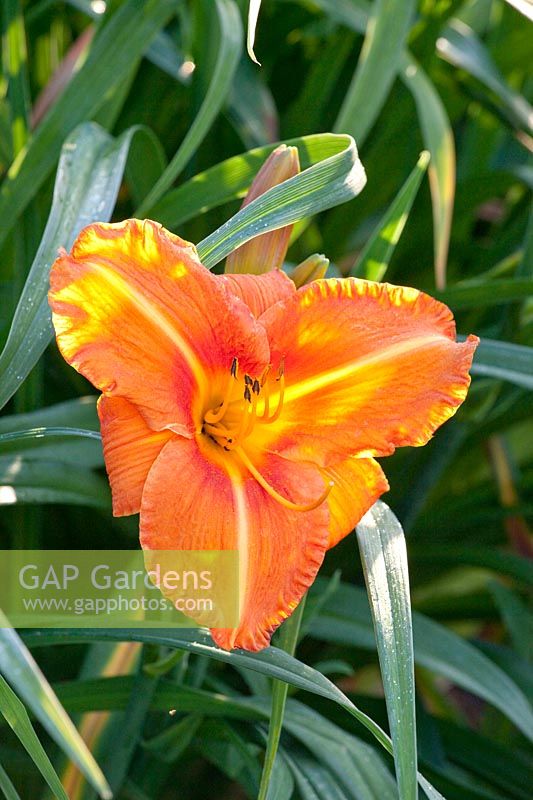 Daylily, Hemerocallis Tuscawilla Tigress 