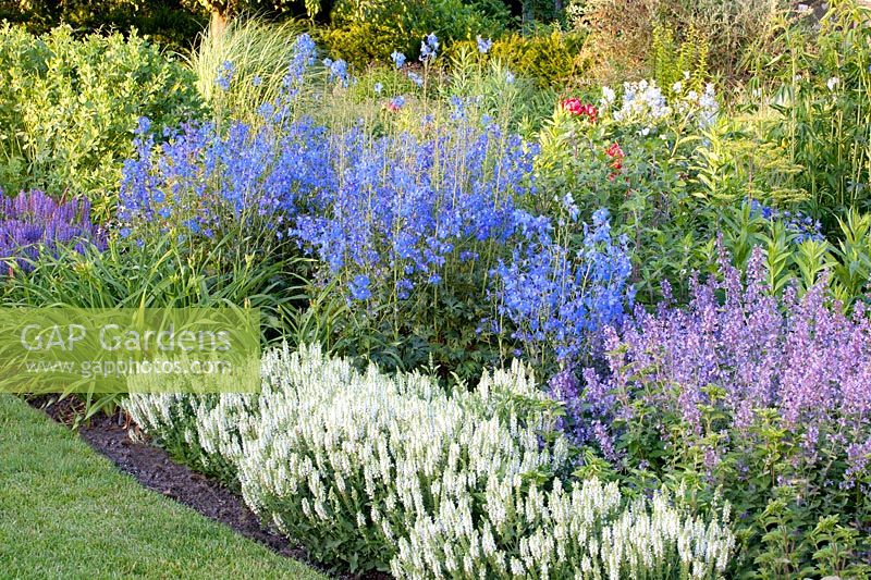 Salvia nemorosa Adrian,Delphinium belladonna Piccolo,Nepeta faassenii Walker's Low 