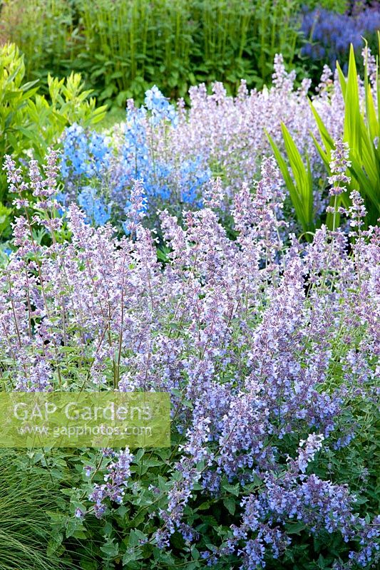 Nepeta faassenii Walker's Low,Delphinium belladonna Piccolo 