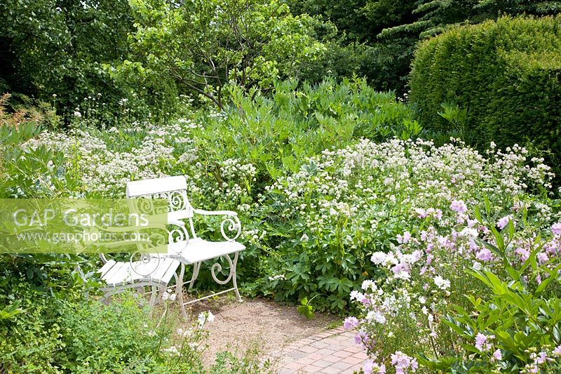 White Garden, Astrantia major 
