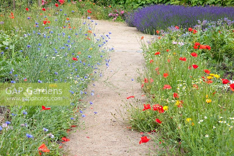 Cornflower and poppy, Papaver rhoeas, Centaurea cyanus, Lavandula 