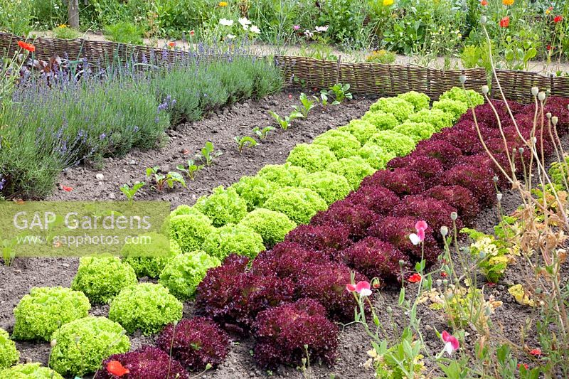 Leaf lettuce, Lollo Rosso, Lollo bionda, Lactuca sativa 