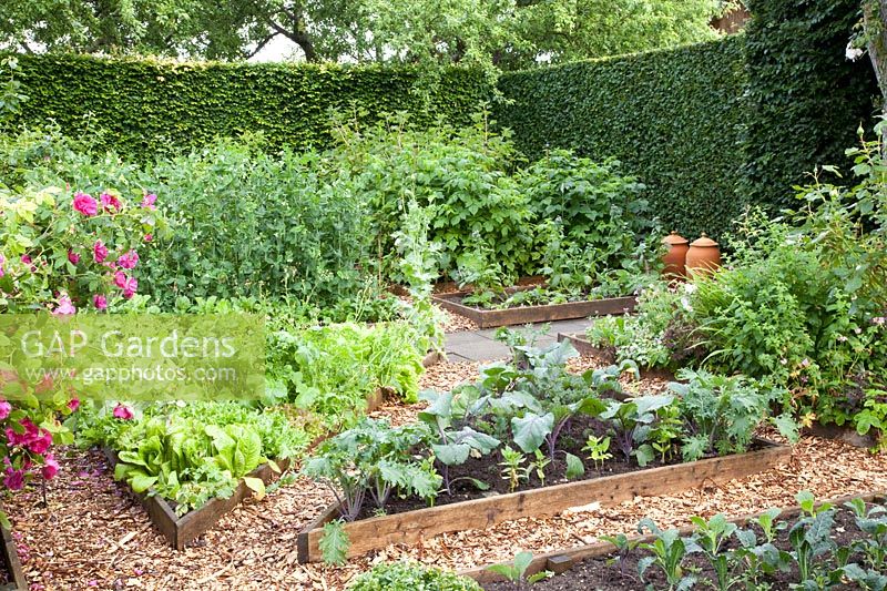 Vegetable garden with Brassica oleracea, Pisum sativum, Lactuca sativa 