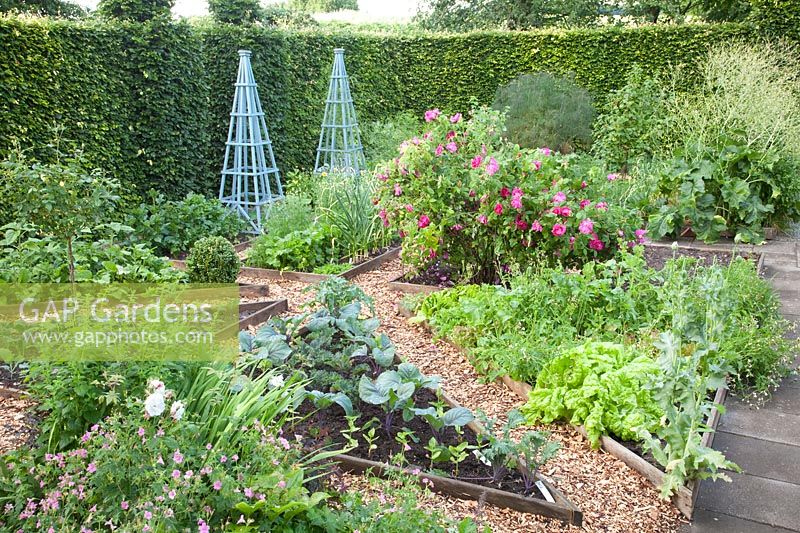 Vegetable garden with vegetables and herbs, Lactuca sativa, Brassica oleracea 