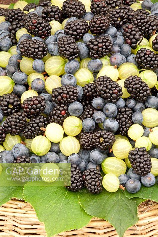 Blackberry, blueberry, gooseberry, Rubus fruticosa, Vaccinium myrtillus, Ribes uva-crispa 