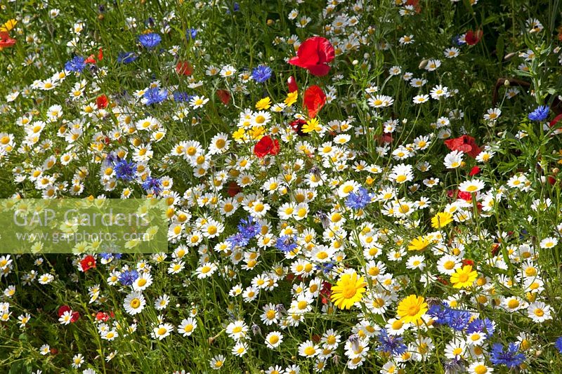 Flower meadow, Papaver rhoeas, Centaurea cyanus, Anthemis arvensis, Chrysanthemum segetum 