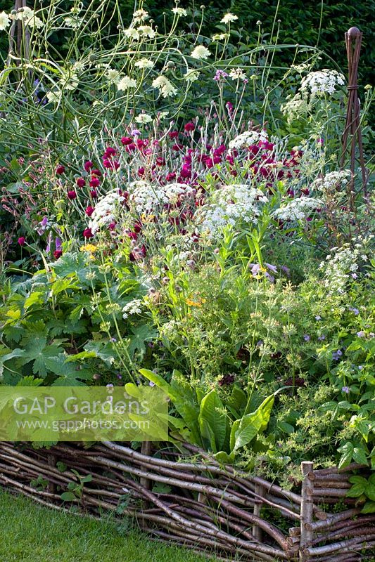 Annuals and perennials, Ammi majus, Lychnis coronaria Gardener's World,Scabiosa ochroleuca,Geranium pyrenaicum Bill Wallis 