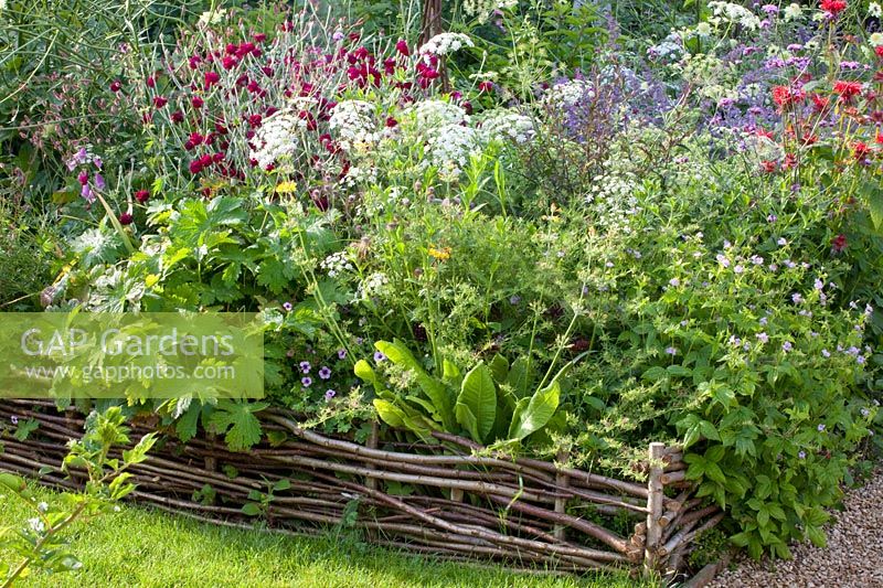 Annuals and perennials, Ammi majus, Lychnis coronaria Gardener's World,Scabiosa ochroleuca,Geranium pyrenaicum Bill Wallis,Monarda 