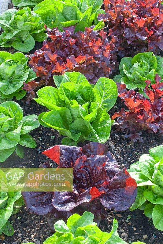 Lettuce, Lactuca sativa Lollo Rosso, Lactuca sativa Little Gem 