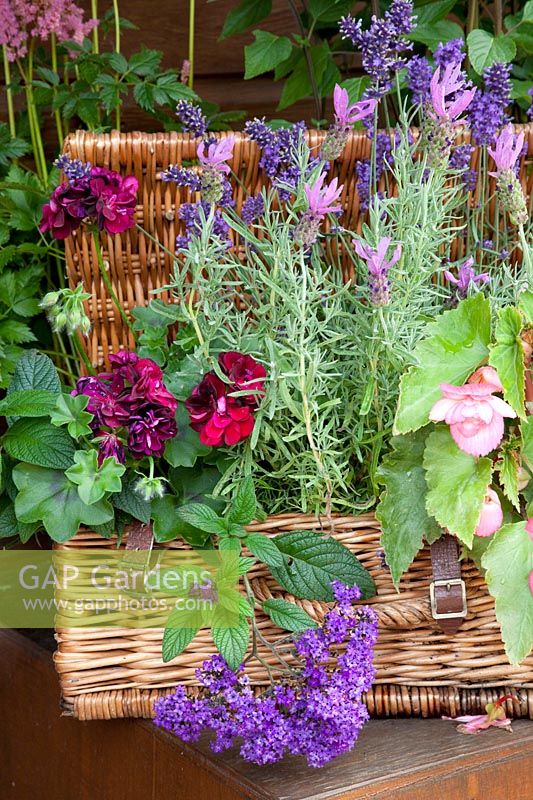 Basket with Lavandula, Heliotropium arborescens, Pelargonium 