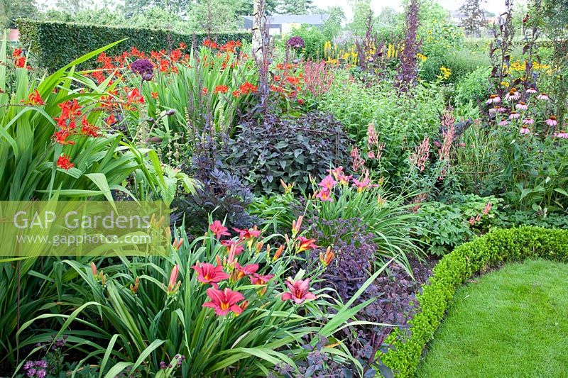 Hemerocallis Summer Wine,Crocosmia Lucifer,Sedum Purple Emperor,Phygelius rectus Trewidden Pink 