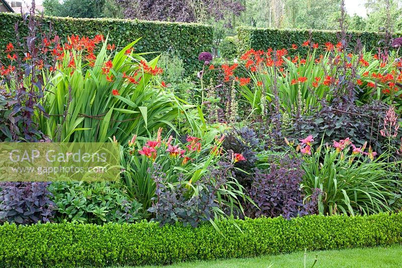 Hemerocallis Summer Wine,Crocosmia Lucifer,Sedum Purple Emperor,Phygelius rectus Trewidden Pink 