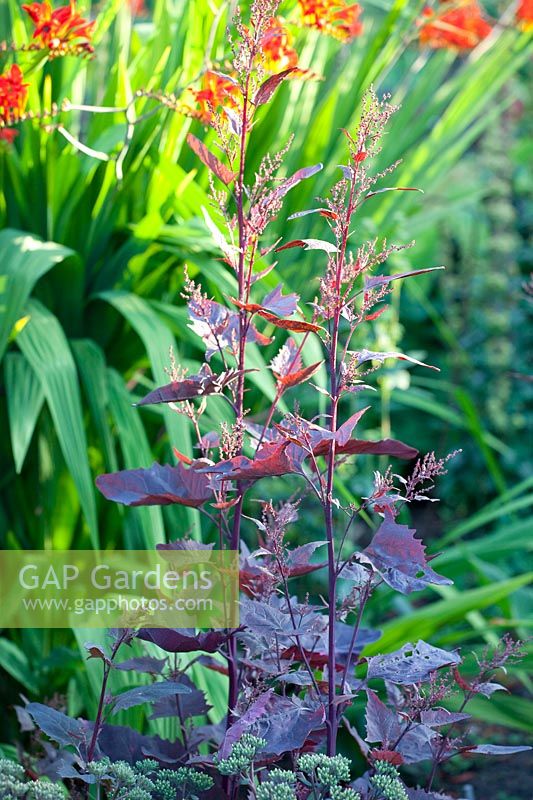 Red orache, Atriplex hortensis rubra 