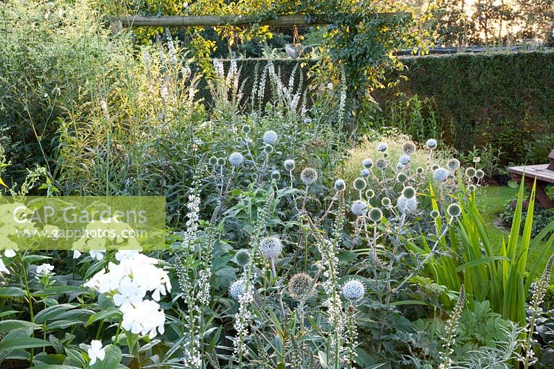 Globe thistle, Echinops ritro Alba, Lysimachia, Gypsophila 