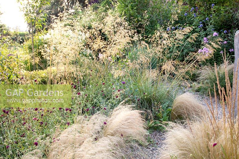 Gravel garden, Nassella tenuissima, Stipa tenuissima, Stipa gigantea, Knautia macedonica 