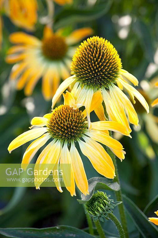 Purple coneflower, Echinacea purpurea Golden Skipper 