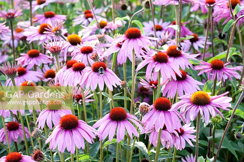 Purple coneflower, Echinacea purpurea Primadonna Deep Rose 