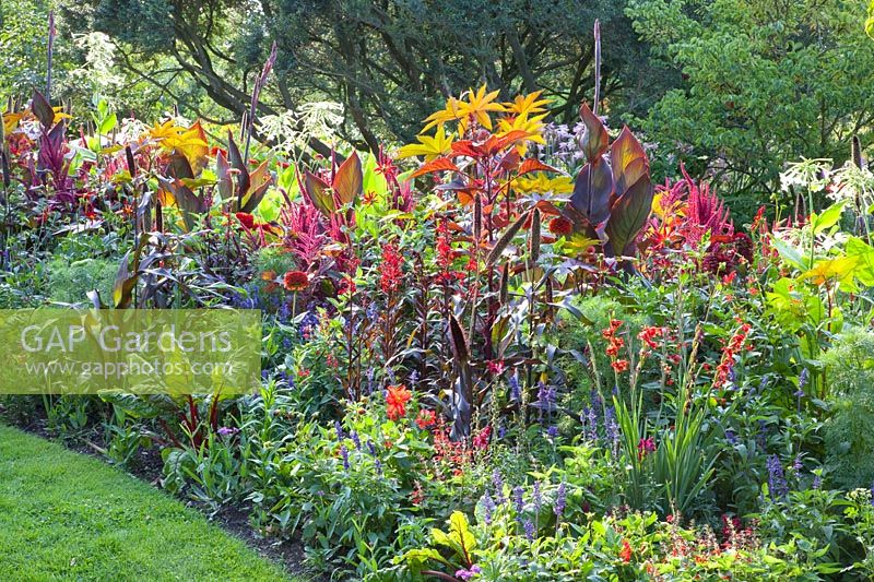 Lobelia fulgens Roter Turm,Pennisetum glaucum Purple Majesty,Amaranthus cruentus Velvet Curtains,Dahlia Honka Red,Zinnia elegans Scarlet Flame, Ricinus communis Carmencita,Nicotiana sylvestris,Salvia farinacea Victoria, Salvia coccinea Scarlet Sage,Beta vulgaris Vulkan,Gladiolus hortulanus Flevo Vito,Canna indica Schwabenstolz, 