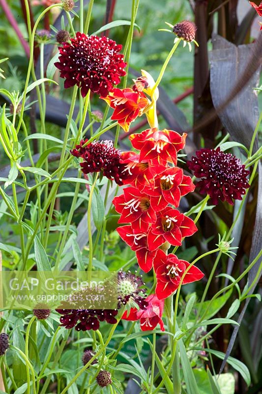 Scabiosa and Gladiolus,Scabiosa atropurpurea Chile Black,Gladiolus hortulanus Flevo Vito 
