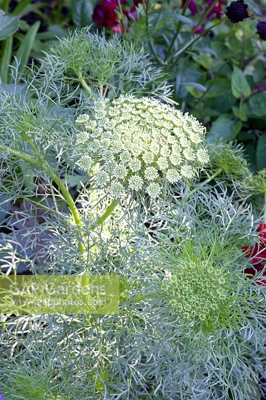 Bishop's weed, Ammi visnaga flower ball 