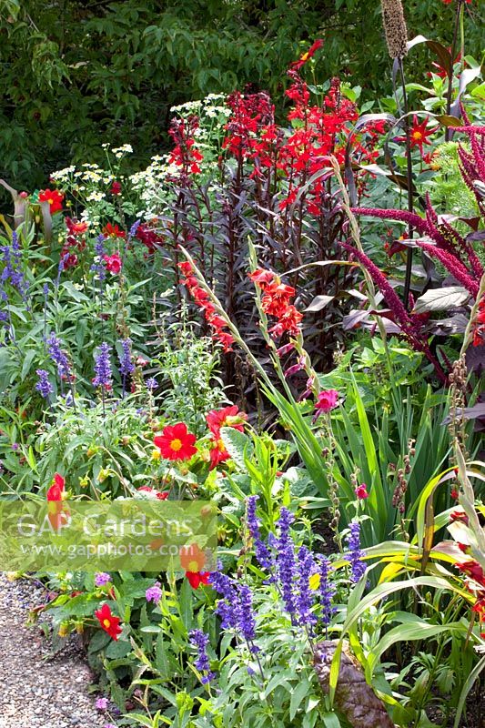 Gladiolus hortulanus Flevo Vito,Salvia farinacea Victoria,Dahlia variabilis Mignon,Lobelia fulgens Roter Turm,Amaranthus cruentus Velvet Curtains 