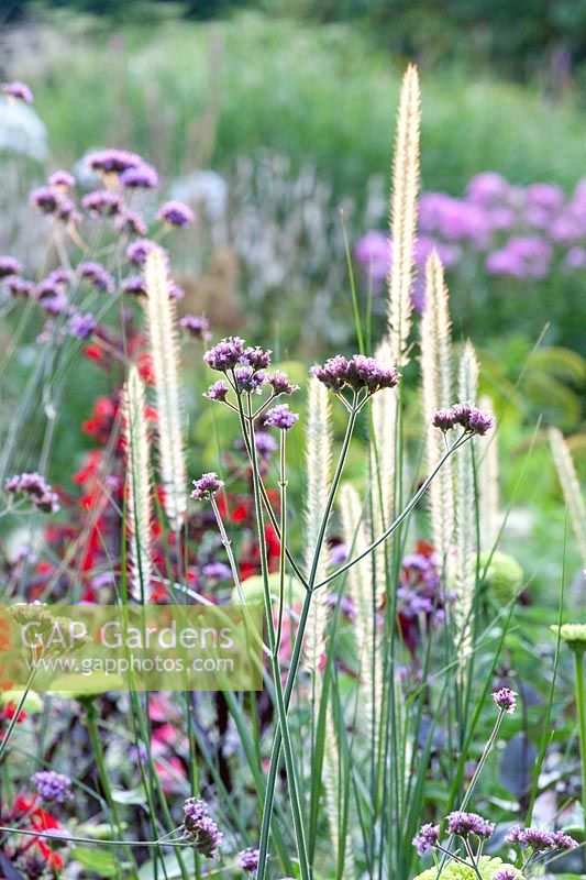 Verbena bonariensis,Pennisetum macrourum 