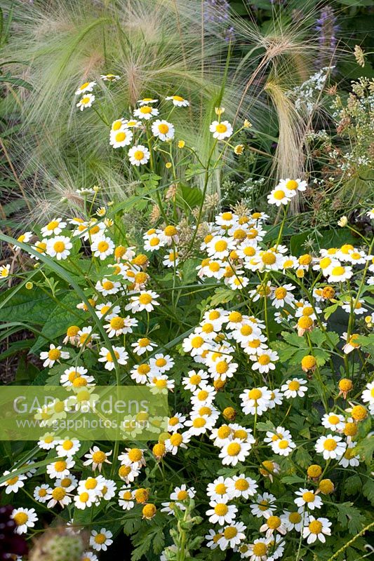 Feverfew, Tanacetum parthenium Tetraweiss, Pennisetum villosum 