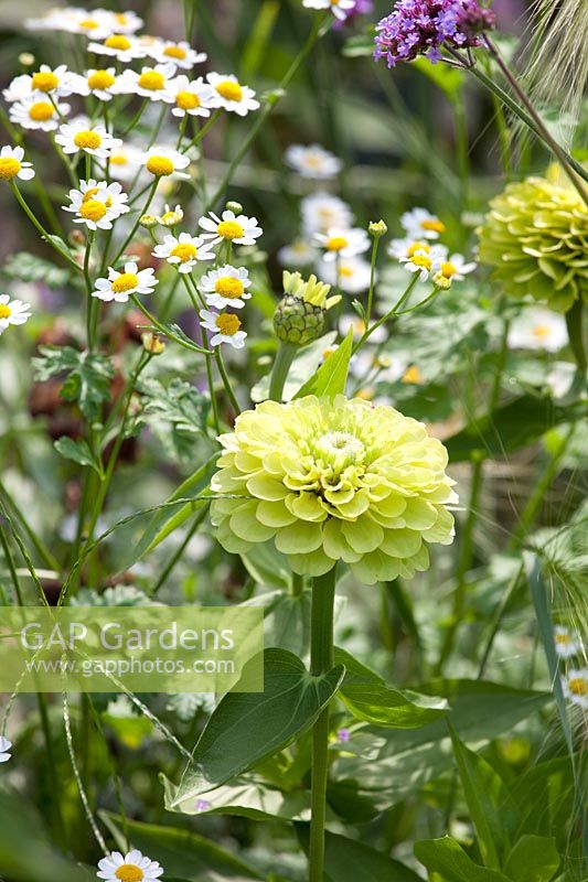 Zinnia and feverfew, Zinnia elegans lime, Tanacetum parthenium tetra white 